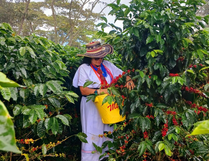 CafÃ©ier coopÃ©rative ANEI en Colombie - CafÃ© moulu 250g